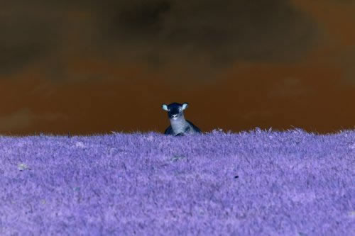 sheep